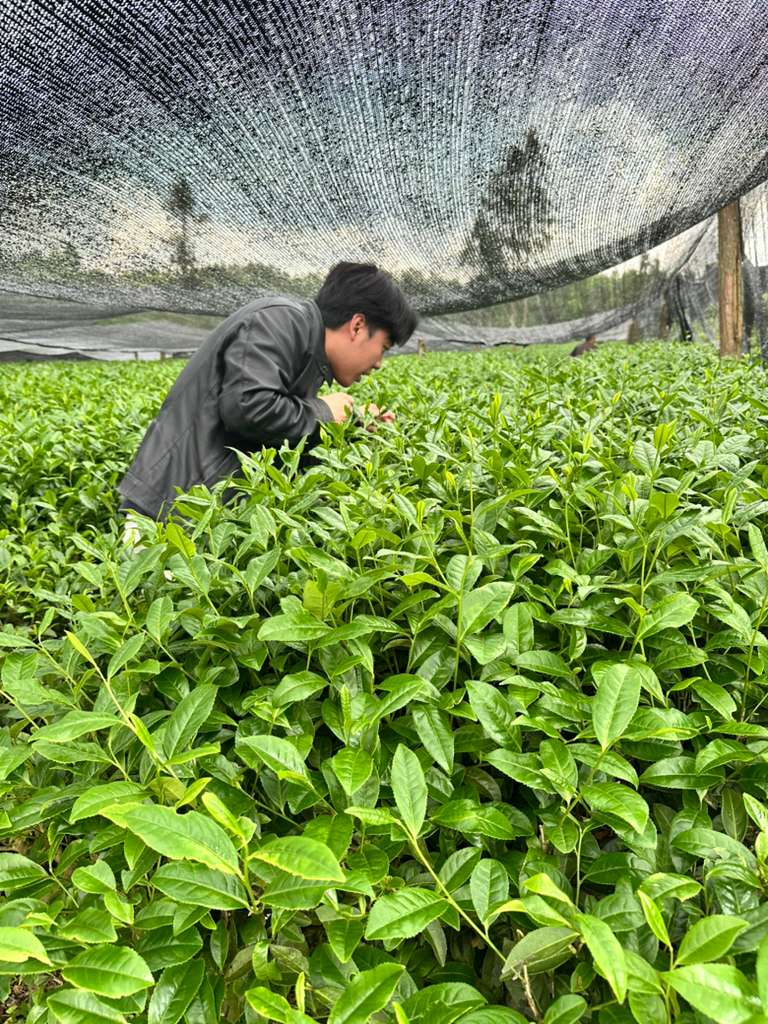 Matcha processing at Yuminaga's Japan facility
